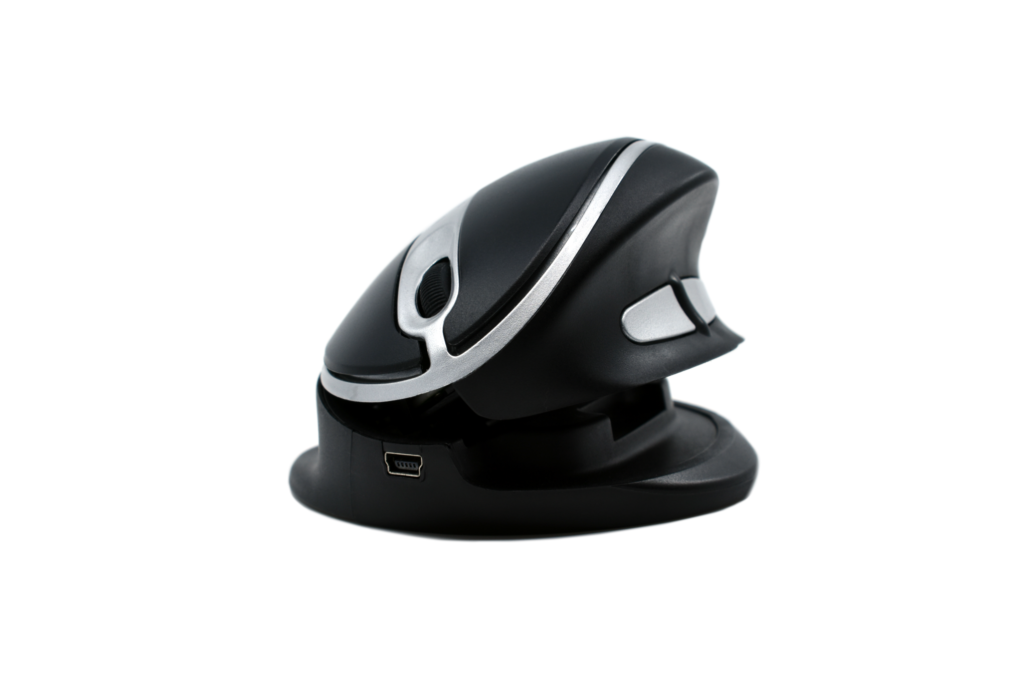 Oyster Mouse, Medium size